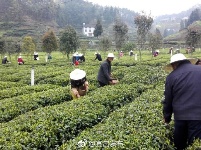 夷陵春茶开园啦！18亿元加快打造“三峡茶谷”