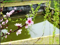  雨后三峡大学 桃红柳绿