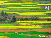 远安：那一望无际的油菜花海