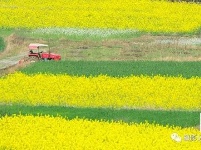 远安：那一望无际的油菜花海