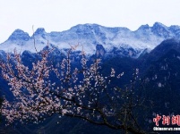 兴山“冬春并存” 山上积雪山下花开