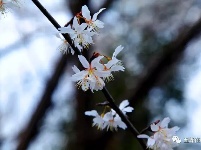 五峰丨三生三世缘 十里樱花开