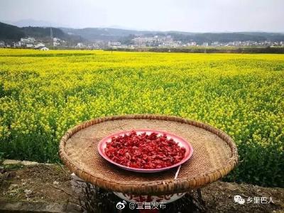 油菜花扮靓宜昌