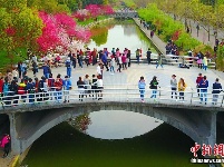 航拍三峡大学 “桃花朵朵开”游人如织