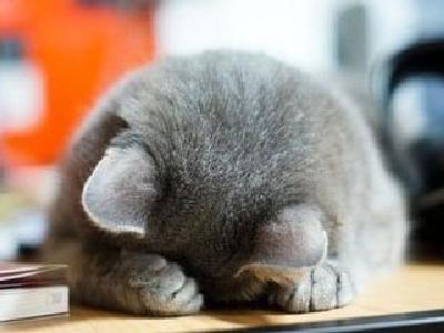 春天来了总犯困？越睡越困怎么破？