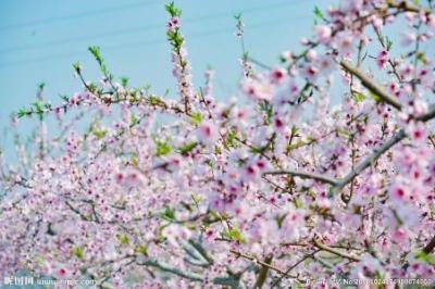 枝城第三届桃花节开幕 挖掘桃花文化 开发桃花经济