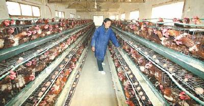 宜昌为畜禽粪“管”用”立规 禁养区内养殖场年底前全结硬账