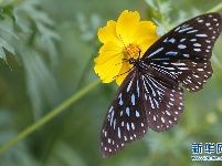 蝶恋花