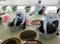 夷陵春茶开园啦！18亿元加快打造“三峡茶谷”