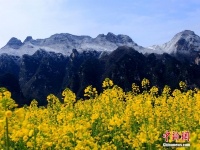 兴山“冬春并存” 山上积雪山下花开