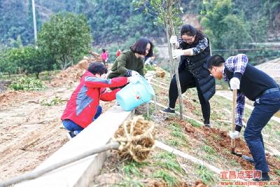 点军区开展2017年义务植树活动