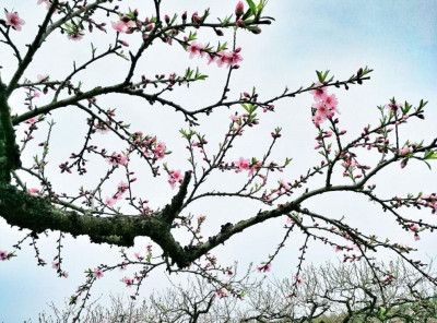 枝江桃花艺术节盛大启幕 万亩桃花等你来 