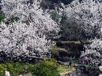 夷陵区山花烂漫 流年静好