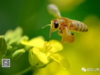 远安：那一望无际的油菜花海