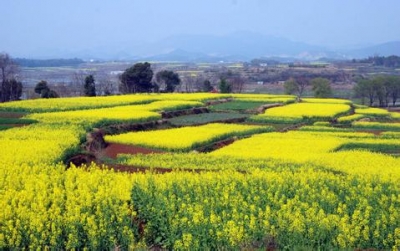 枝江丨赏花乡村游带动农民增产增收 两千亩油菜花盛放