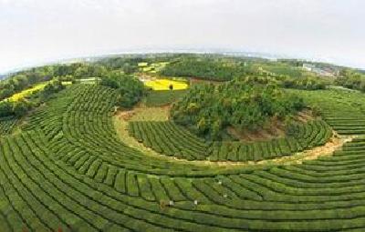 枝江丨生态半岛花茶融合 顾家店建设沿江特色小镇