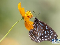 蝶恋花