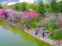 航拍三峡大学 “桃花朵朵开”游人如织