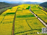 远安：那一望无际的油菜花海