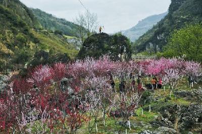 2017“樱花烂漫朝天吼”摄影大赛启动