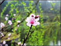  雨后三峡大学 桃红柳绿