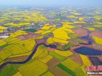 航拍湖北枝江万亩油菜花海美如画