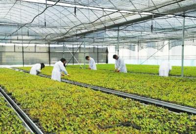 一罐清江龙井茶背后的供给侧之变