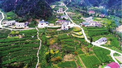 长阳老雾冲茶园：昔日穷山沟今成“聚宝盆”