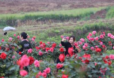 视频丨十五万余株月季花开董市 丰富文娱活动邀您前往