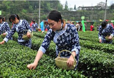 夷陵区举办春茶开园技能赛 培育新型农民