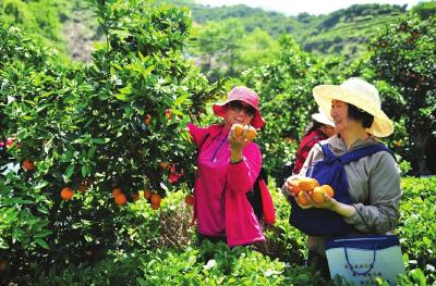 视频丨夷陵区太平溪镇：建设美丽乡村 带动农民增收