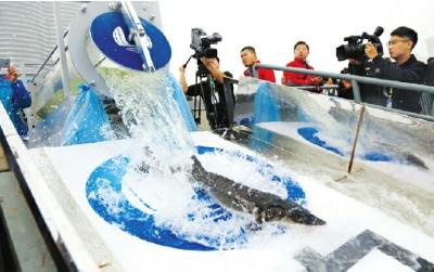 宜昌开展增殖放流活动：“鱼翔浅底”清水流