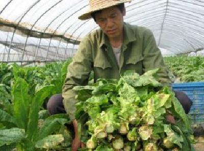 媒体关注 部门重视 电商发力 当阳700万斤滞销莴笋售罄