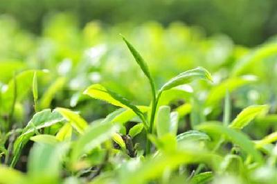 宜昌茶叶国际采购商大会5月举行