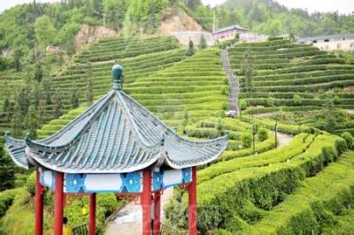 湖北省春季采茶最佳路线公布 宜昌市5处茶园上榜