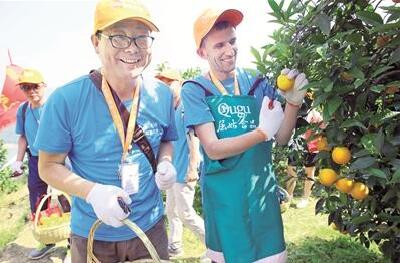 秭归夏橙开园上市