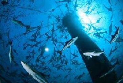 湖北造深海渔场即将交付 属全球首例