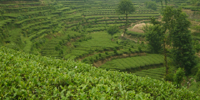 供给侧改革丨茶企抱团发展做大做强“宜昌茶”