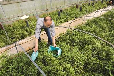 繁育叶甲 治水花生