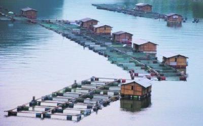 全面治理水产养殖污染 6月底取缔高坝洲库区网箱养殖