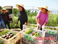 桥边花卉助农就业