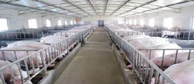 兴山丨返乡创业青年张毅让特困村养殖风生水起