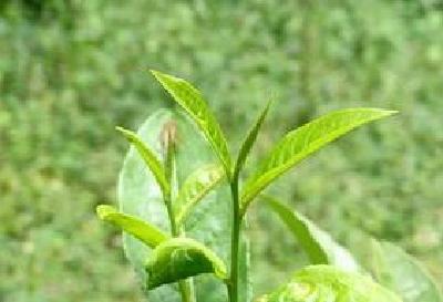 ​18个国家60名茶商来宜采购  35家茶企达成协议近3亿