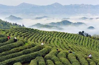 省政协来宜调研茶产业发展 为复兴“万里茶道”注入力量