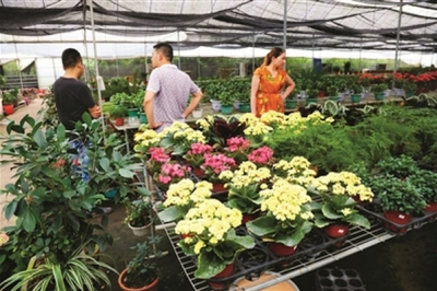 花卉种植 助农增收