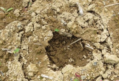 五峰后河国家级自然保护区现疑似金钱豹足迹