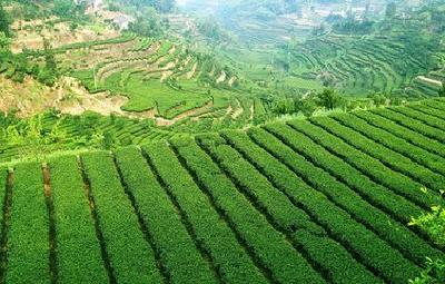溯起源 讲故事 话民俗 宜昌打造特色茶文化