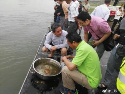 全国“放鱼日”丨宜昌放流3万尾胭脂鱼和33尾大规格中华鲟