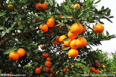 宜昌优质农产品将搭“专列”走向世界