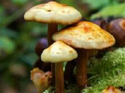 勿采勿食野生蘑菇！上个月湖北11人食野蘑菇中毒